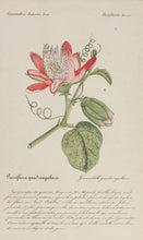Load image into Gallery viewer, Three French Hand-Colored Botanical Prints