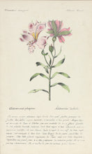 Load image into Gallery viewer, Three French Hand-Colored Botanical Prints