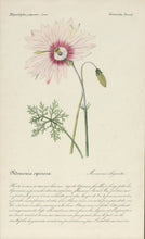 Load image into Gallery viewer, Three French Hand-Colored Botanical Prints