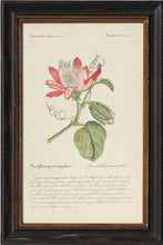 Load image into Gallery viewer, Three French Hand-Colored Botanical Prints