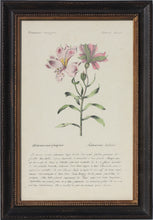 Load image into Gallery viewer, Three French Hand-Colored Botanical Prints