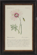 Load image into Gallery viewer, Three French Hand-Colored Botanical Prints