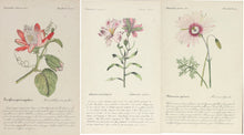 Load image into Gallery viewer, Three French Hand-Colored Botanical Prints